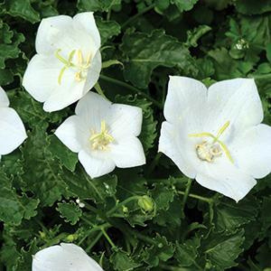 Campanula carpatica 'Pearl White'