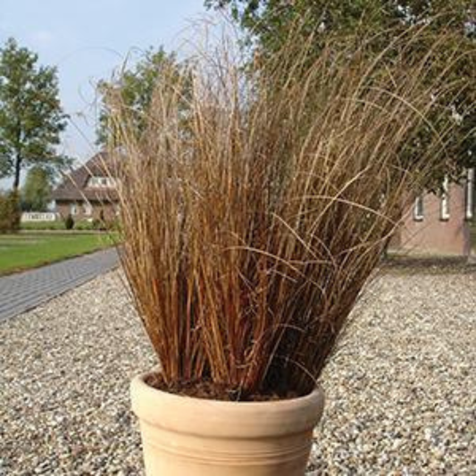 Carex buchananii 'Red Rooster'