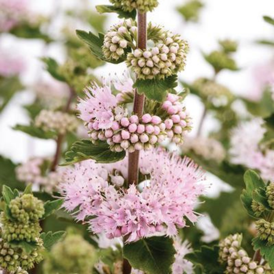 Caryopteris incana 'Pavilion Pink'