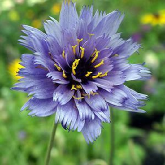 Catananche caerulea 'Blue'