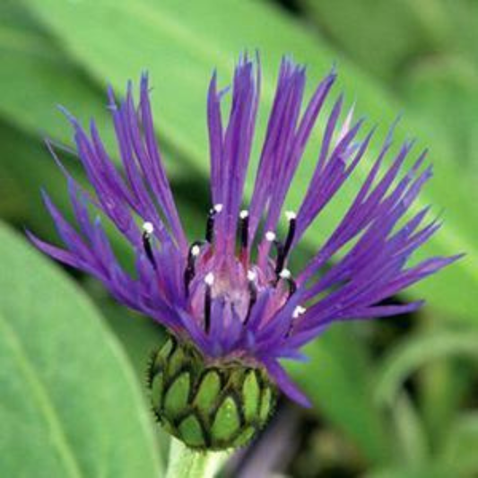 Centaurea montana 'Blue'