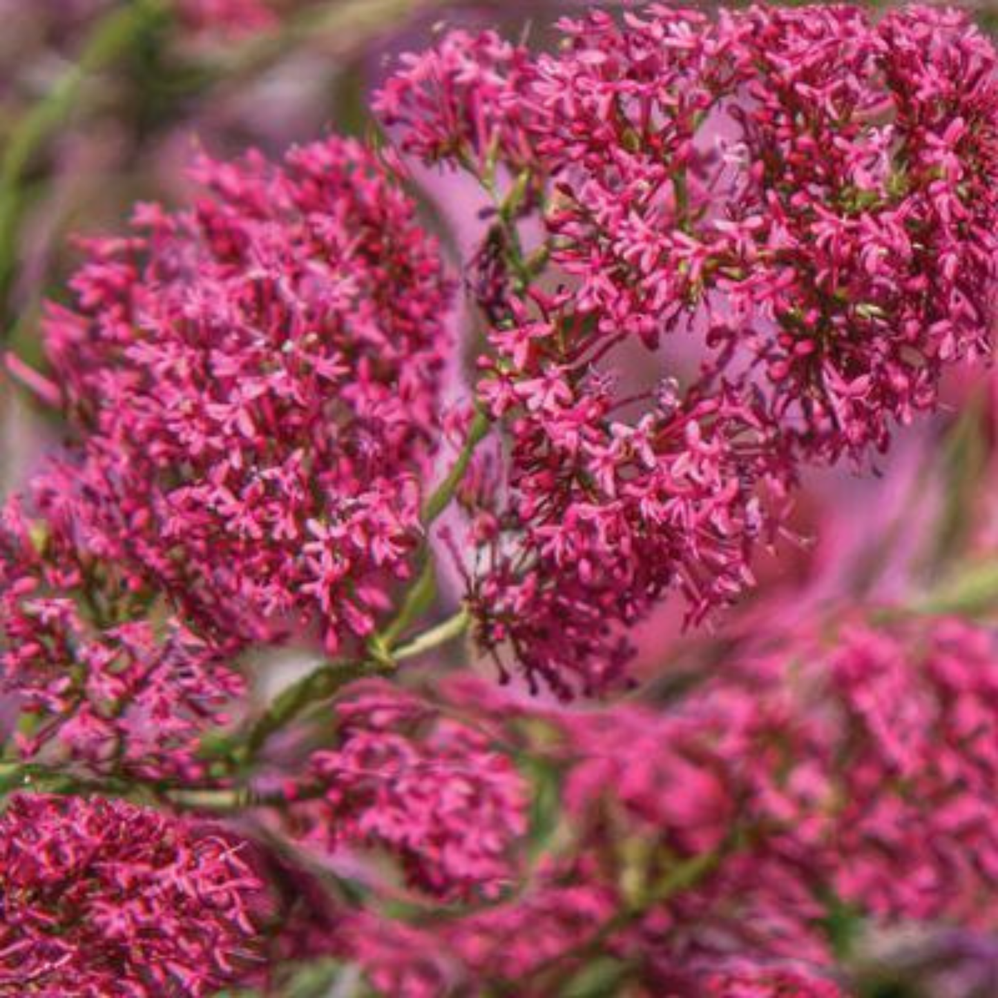 Centranthus ruber 'Valerian Red'