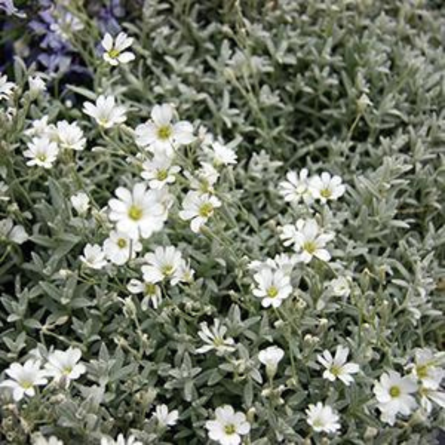Cerastium tomentosum 'Yo Yo'