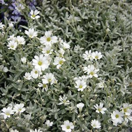 Cerastium tomentosum 'Yo Yo'