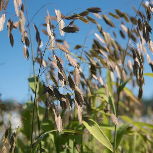 Chasmanthium latifolium 'Northern Sea Oats'