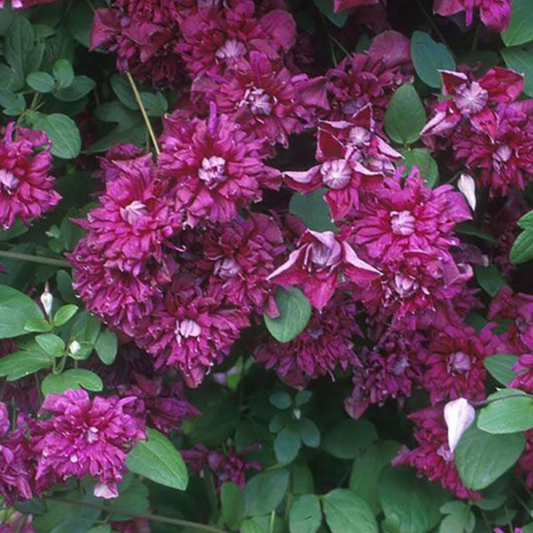 Clematis viticella 'Purpurea Plena Elegans'