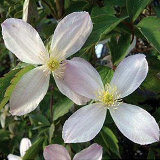 Clematis montana var. 'Rubens'