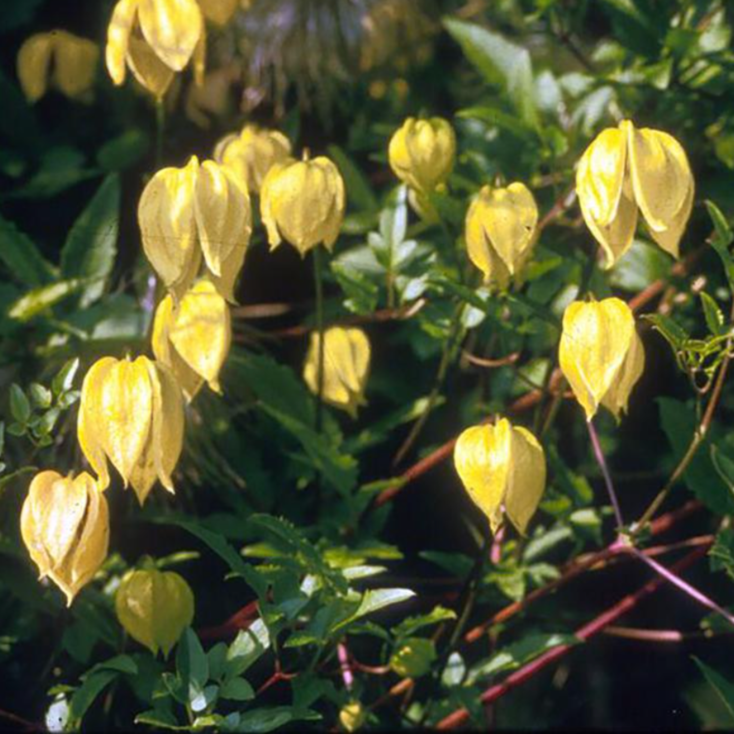 Clematis tangutica