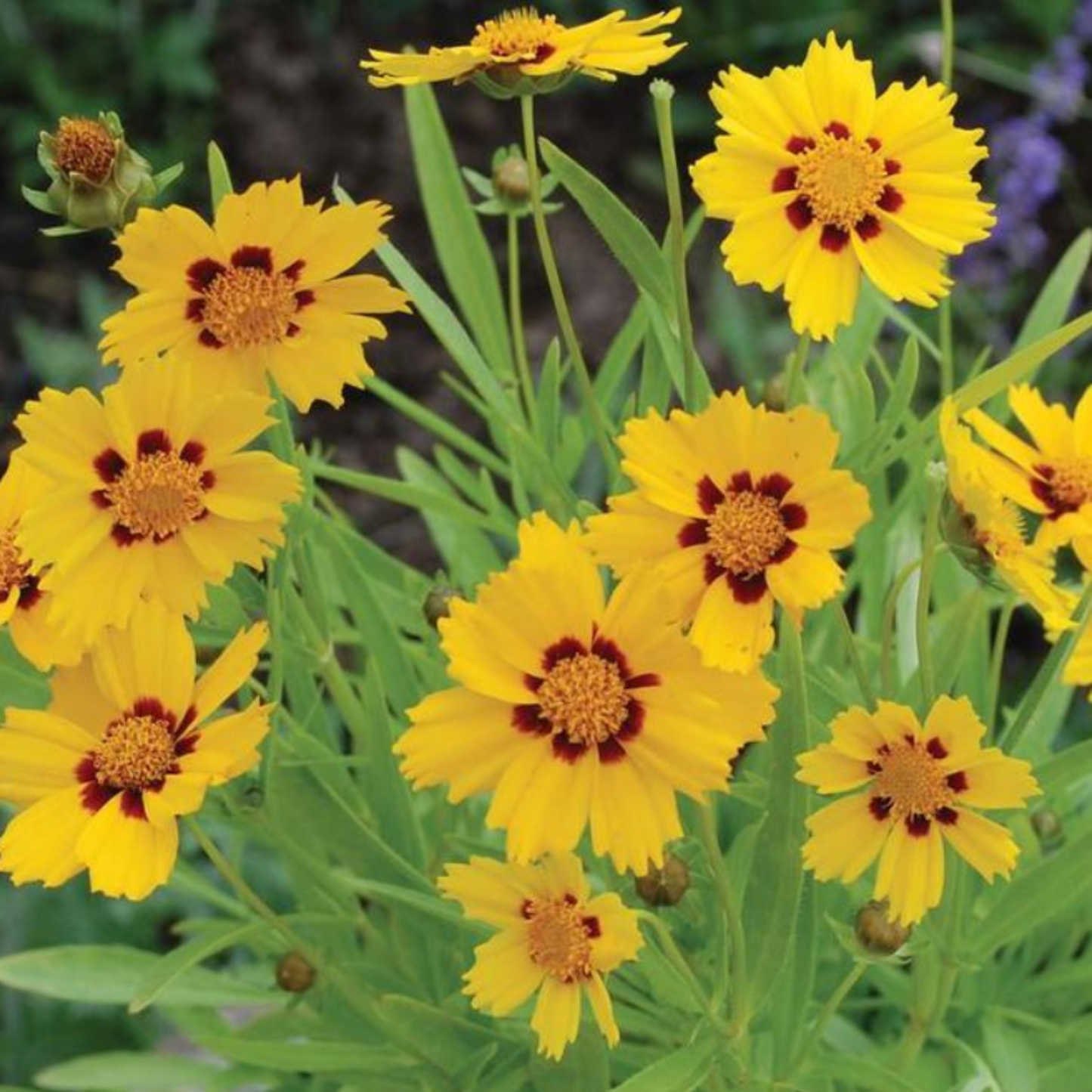 Coreopsis grandiflora 'Baby Sun'