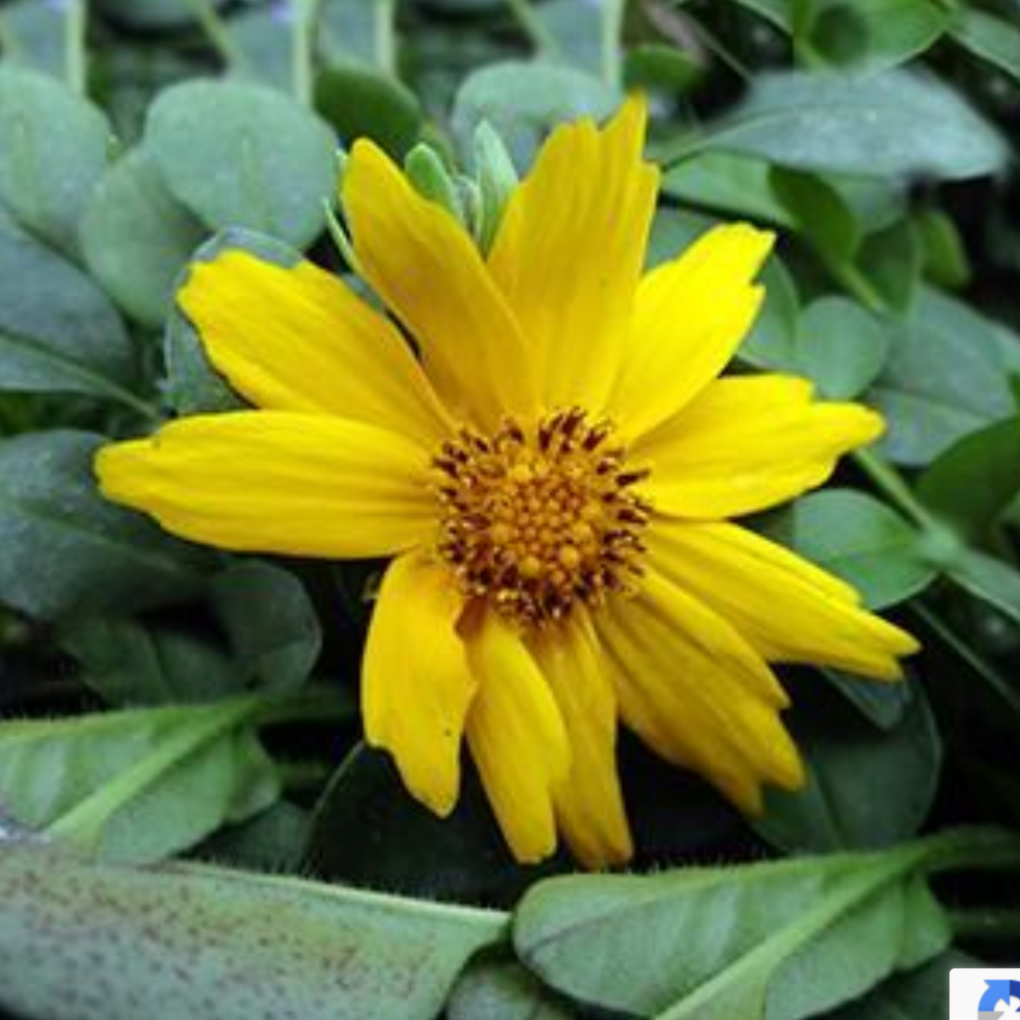 Coreopsis auriculata 'Nana Elfin Gold'