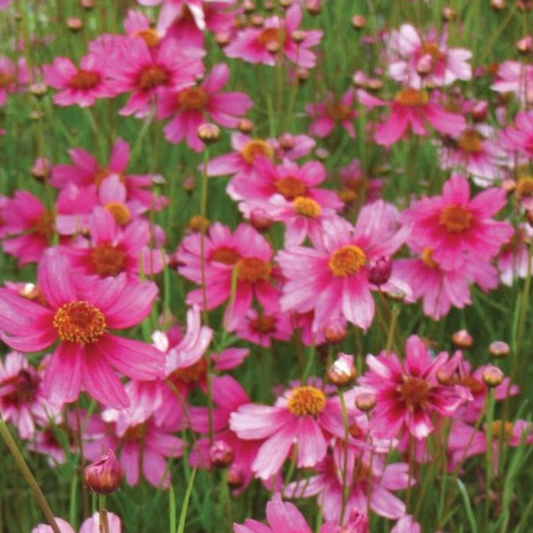 Coreopsis verticillata 'Rosea'