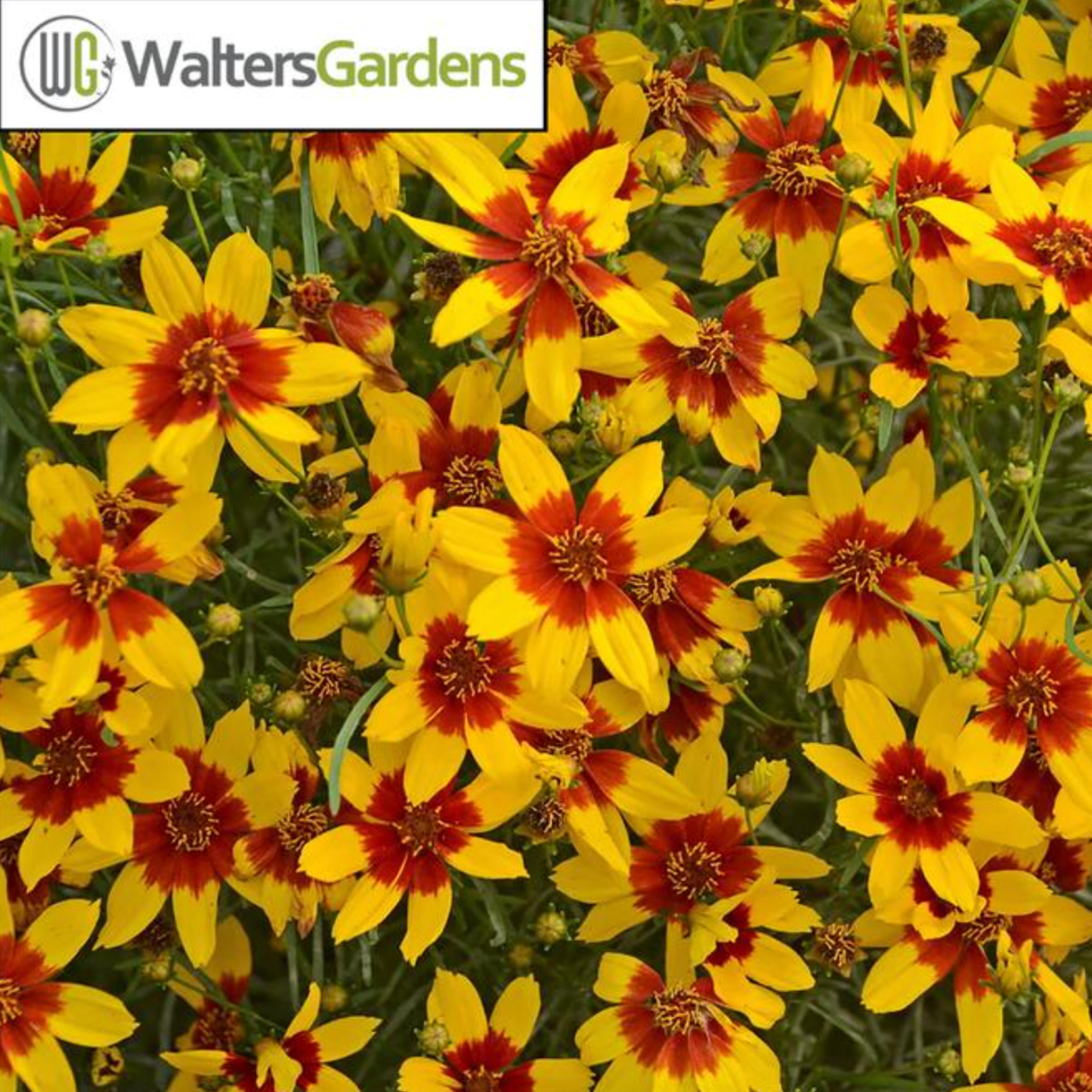 Coreopsis verticillata 'Sizzle & Spice Curry Up'