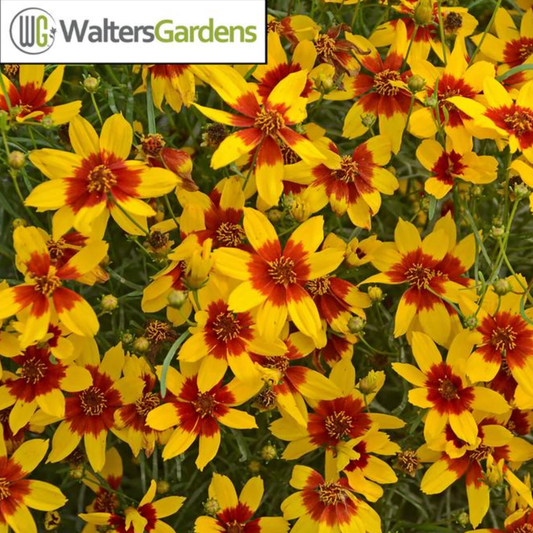 Coreopsis verticillata 'Sizzle & Spice Curry Up'