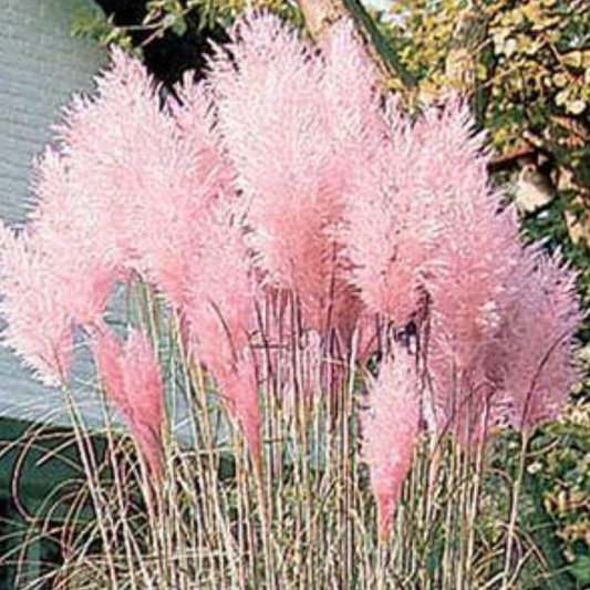 Cortaderia selloana 'Rosea Pampas Pink'