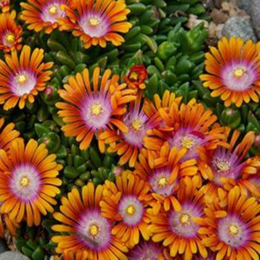 Delosperma 'Fire Spinner'