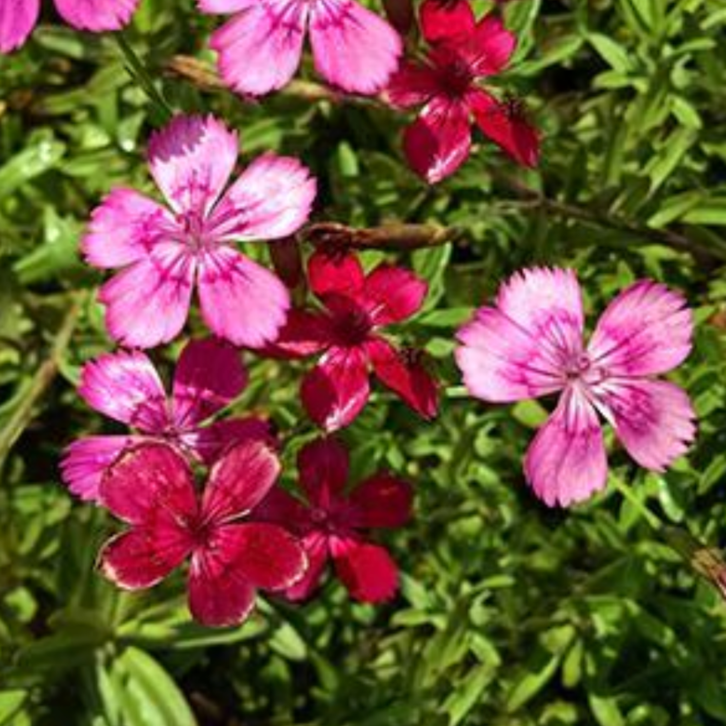 Dianthus deltoides 'Brilliant'