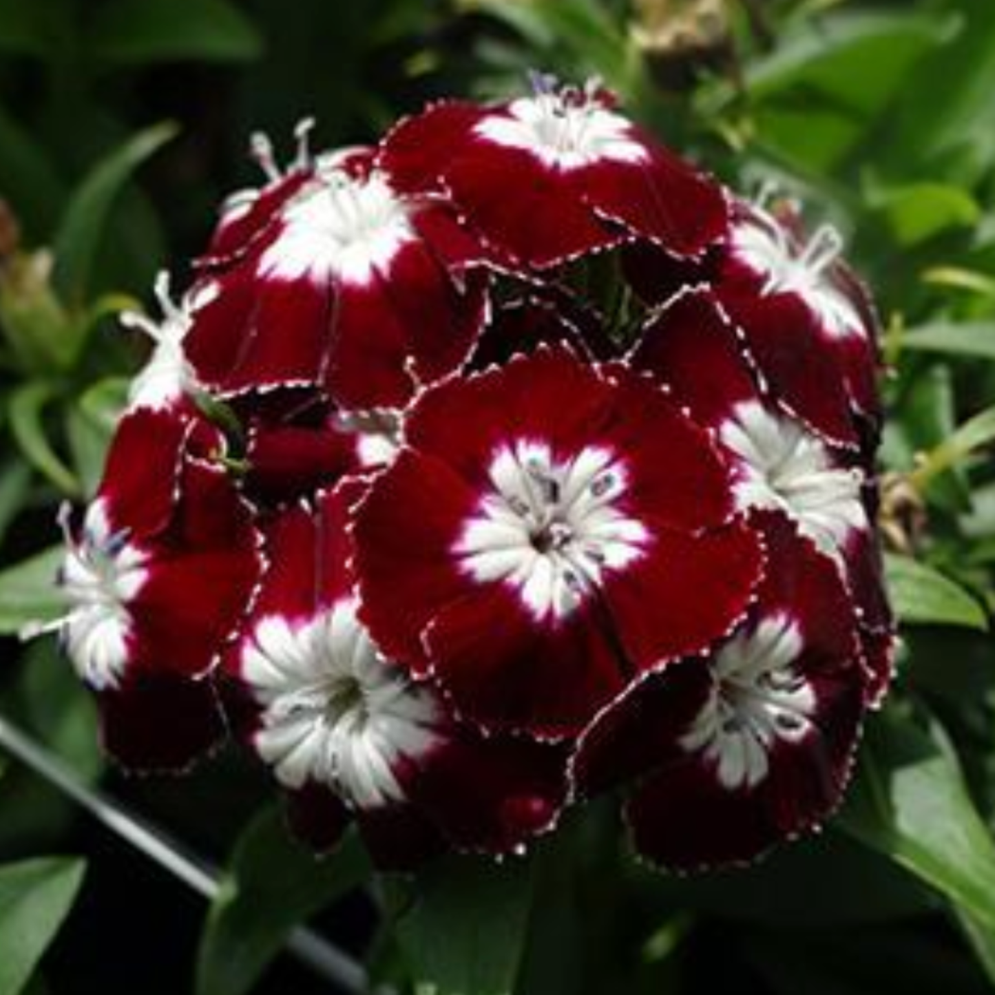 Dianthus barbatus 'Beauty Homeland'