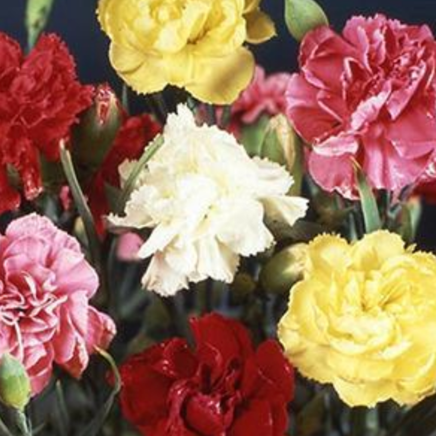 Dianthus caryophyllus 'Grenadin Hardy Triumph Mix'