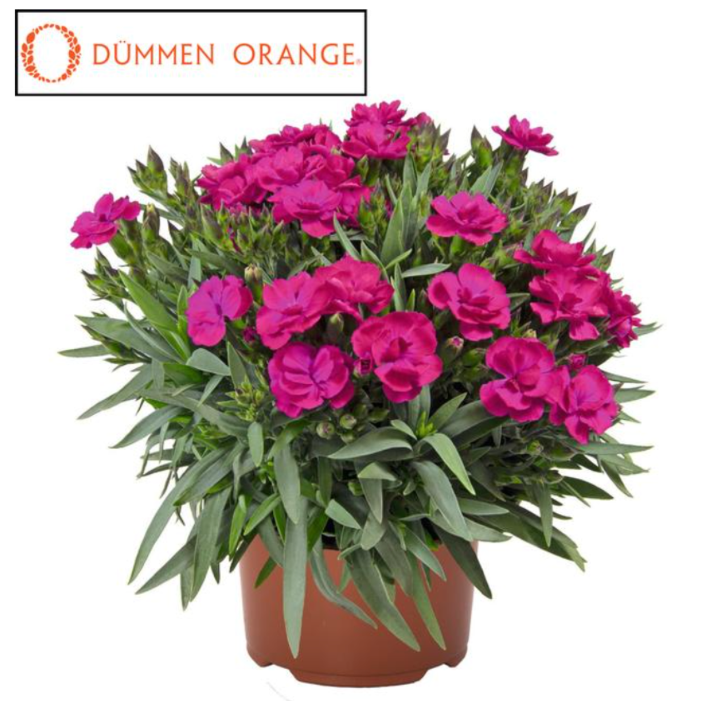 Dianthus hybrida 'Pemán Fancy Violet'