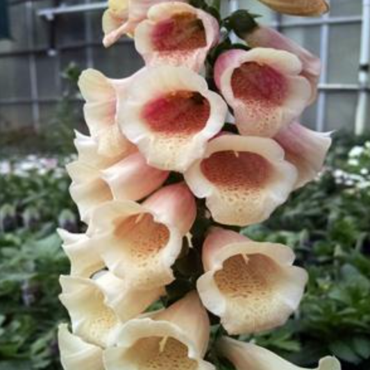 Digitalis purpurea 'Dalmatian Peach'