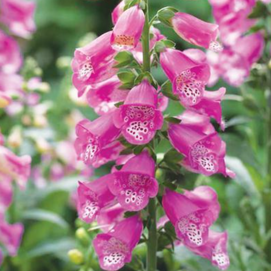 Digitalis hybrida 'Pink Panther'