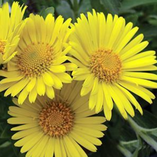 Doronicum orientale 'Little Leo'