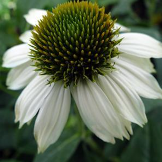 Echinacea purpurea 'PowWow White'