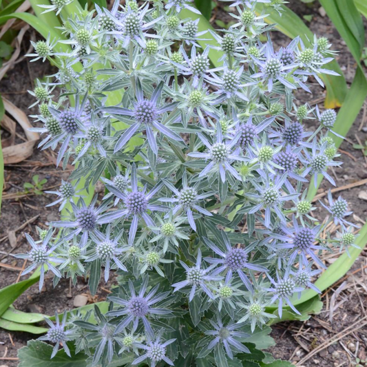 Eryngium planum 'Blue Hobbit'