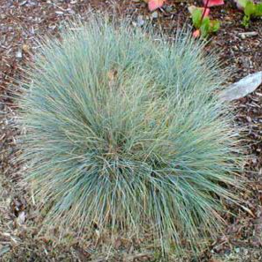 Festuca glauca 'Elijah Blue'