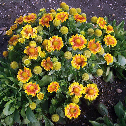 Gaillardia grandiflora 'Arizona Apricot Shades'