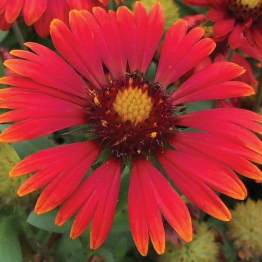 Gaillardia grandiflora 'Arizona Red Shades'