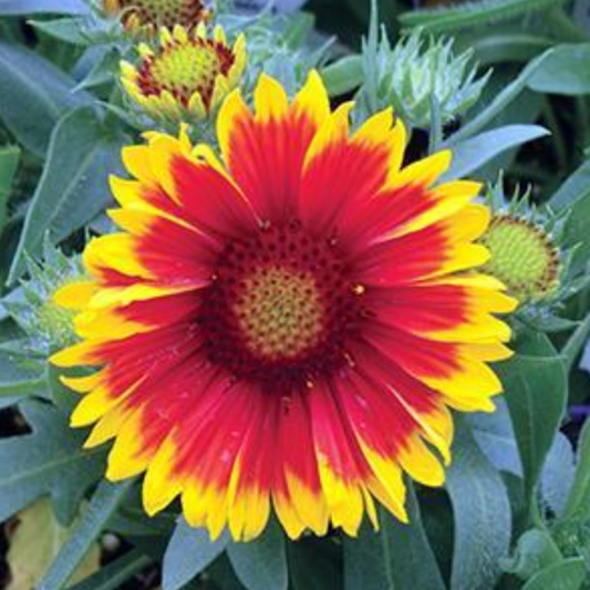 Gaillardia grandiflora 'Arizona Sun'