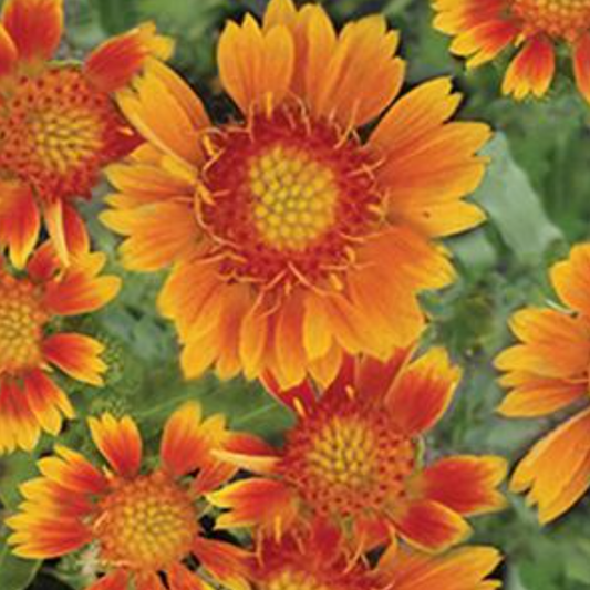 Gaillardia grandiflora 'Mesa Peach'