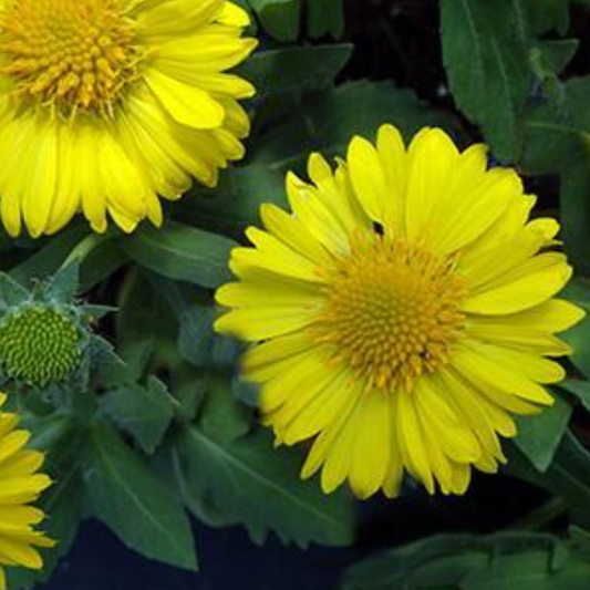 Gaillardia grandiflora 'Mesa Yellow'