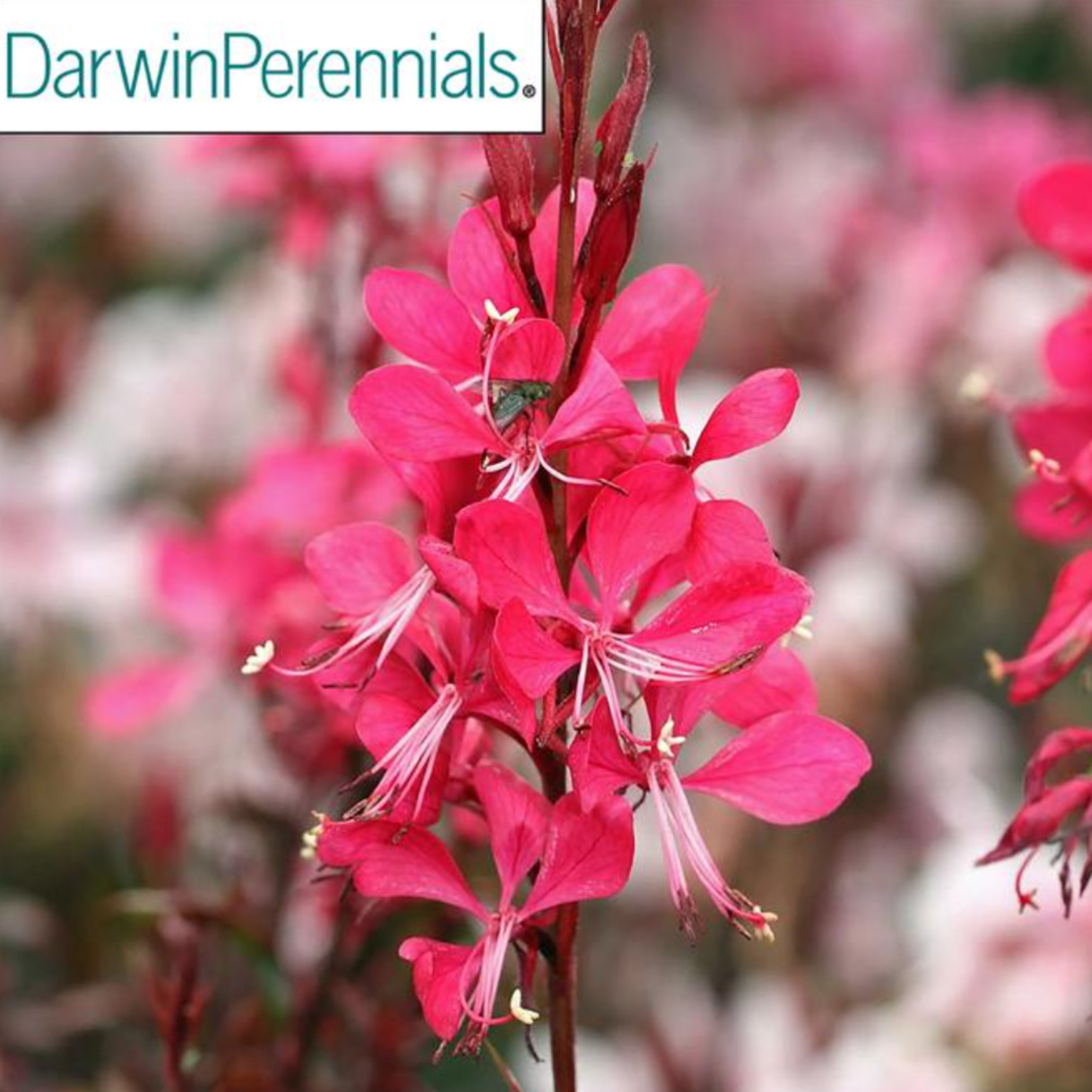 Gaura lindheimeri 'Gaudi Red'