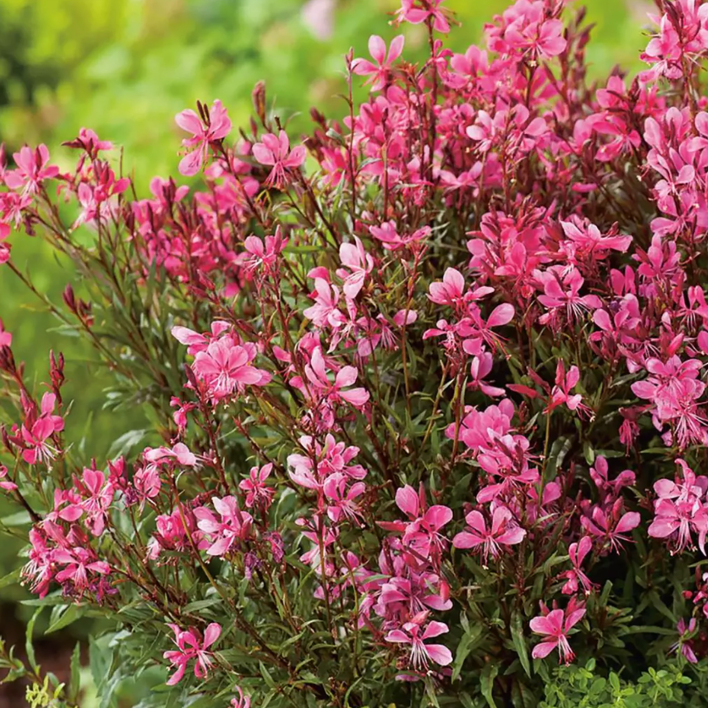 Gaura lindheimeri 'Gaudi Red'