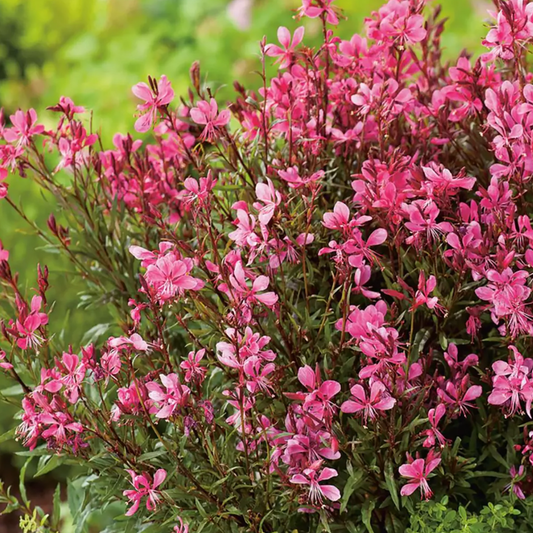 Gaura lindheimeri 'Gaudi Red'