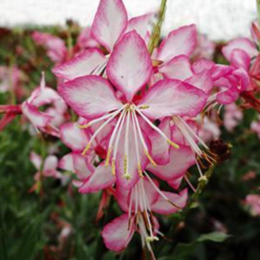 Gaura lindheimeri 'Rosyjane'