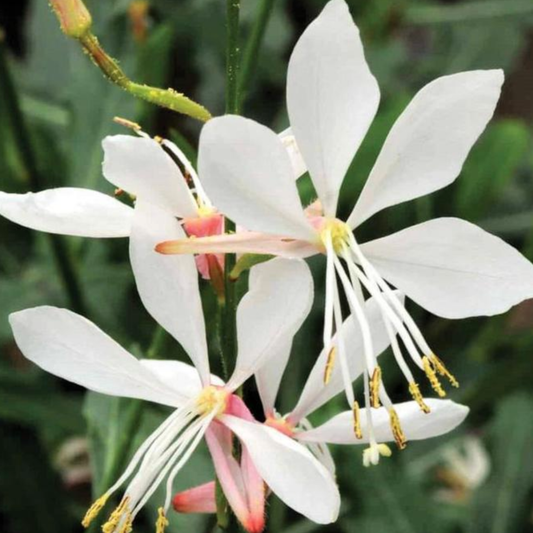 Gaura lindheimeri 'Sparkle White'