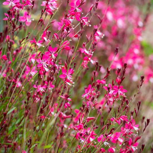 Gaura lindheimeri 'Whiskers Deep Rose'