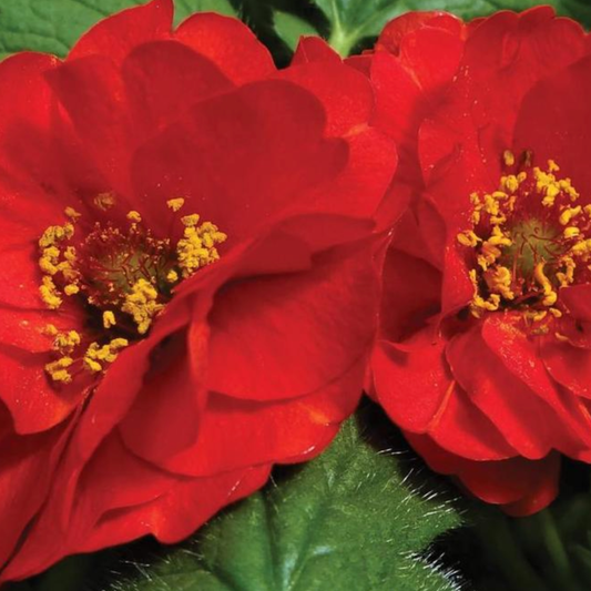 Geum chiloense 'Double Bloody Mary'