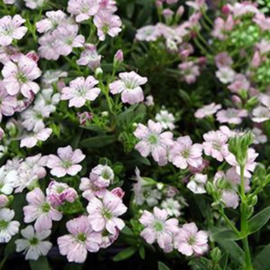 Gypsophila repens 'Filou Rose'