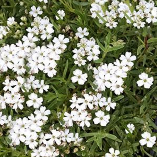 Gypsophila repens 'Filou White'