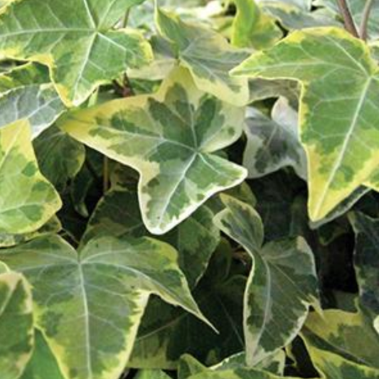 Hedera helix 'Gold Child'