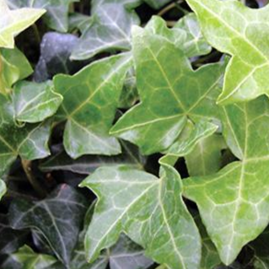 Hedera helix 'Thorndale'
