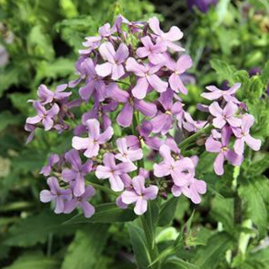 Hesperis matronalis 'Sweet Rocket Mix'