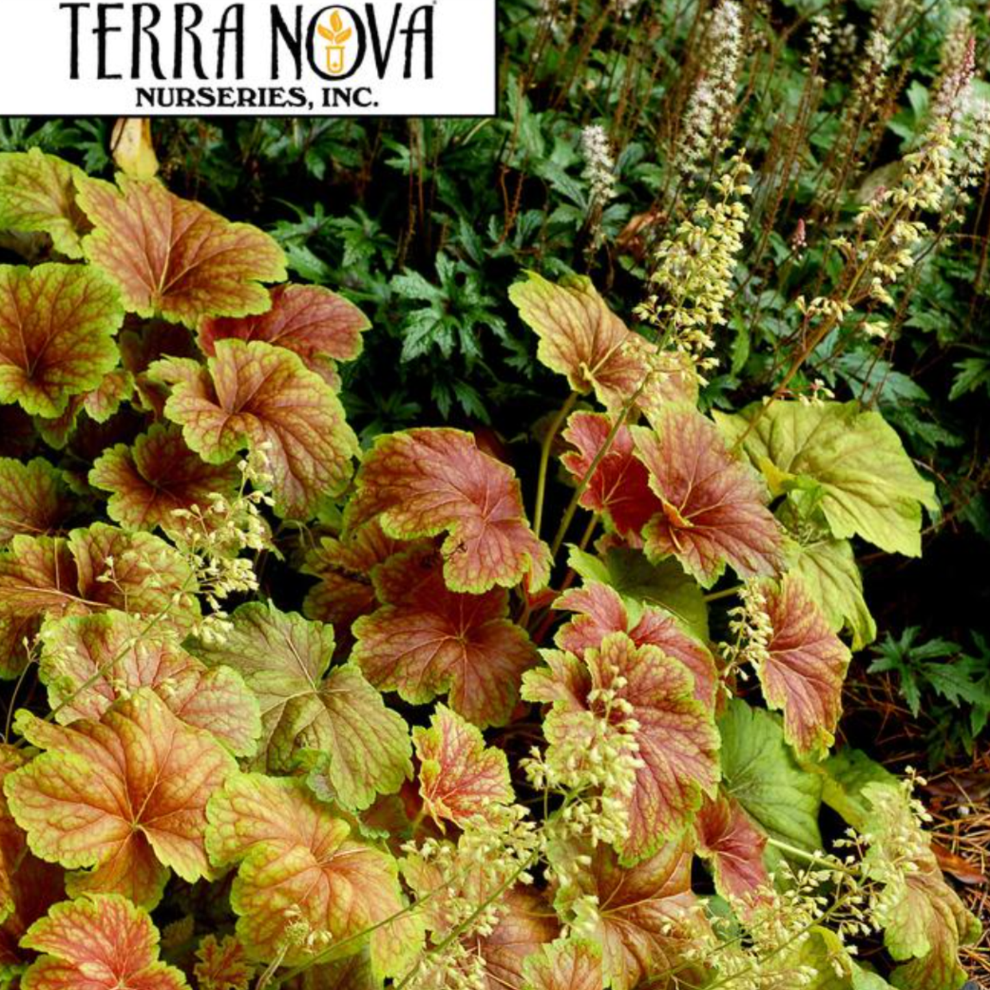 Heuchera 'Delta Dawn'