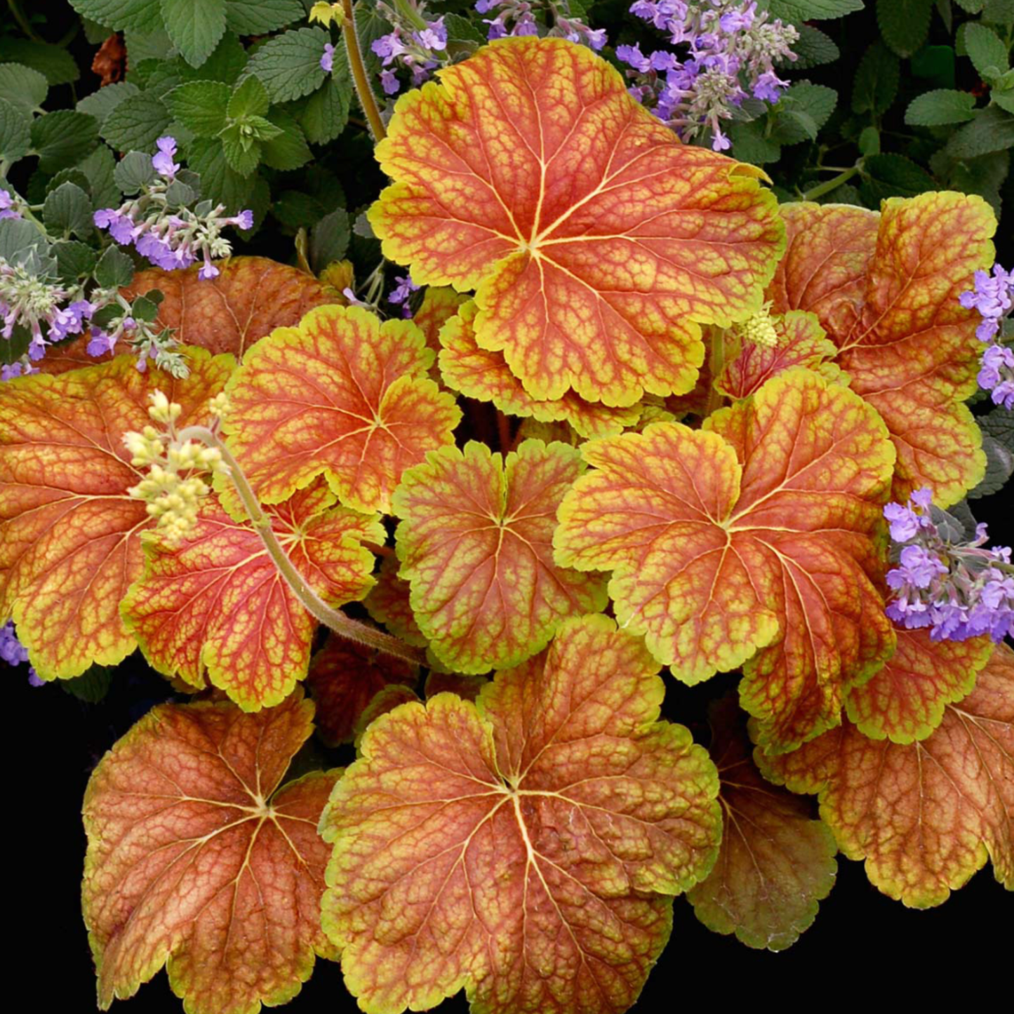 Heuchera 'Delta Dawn'