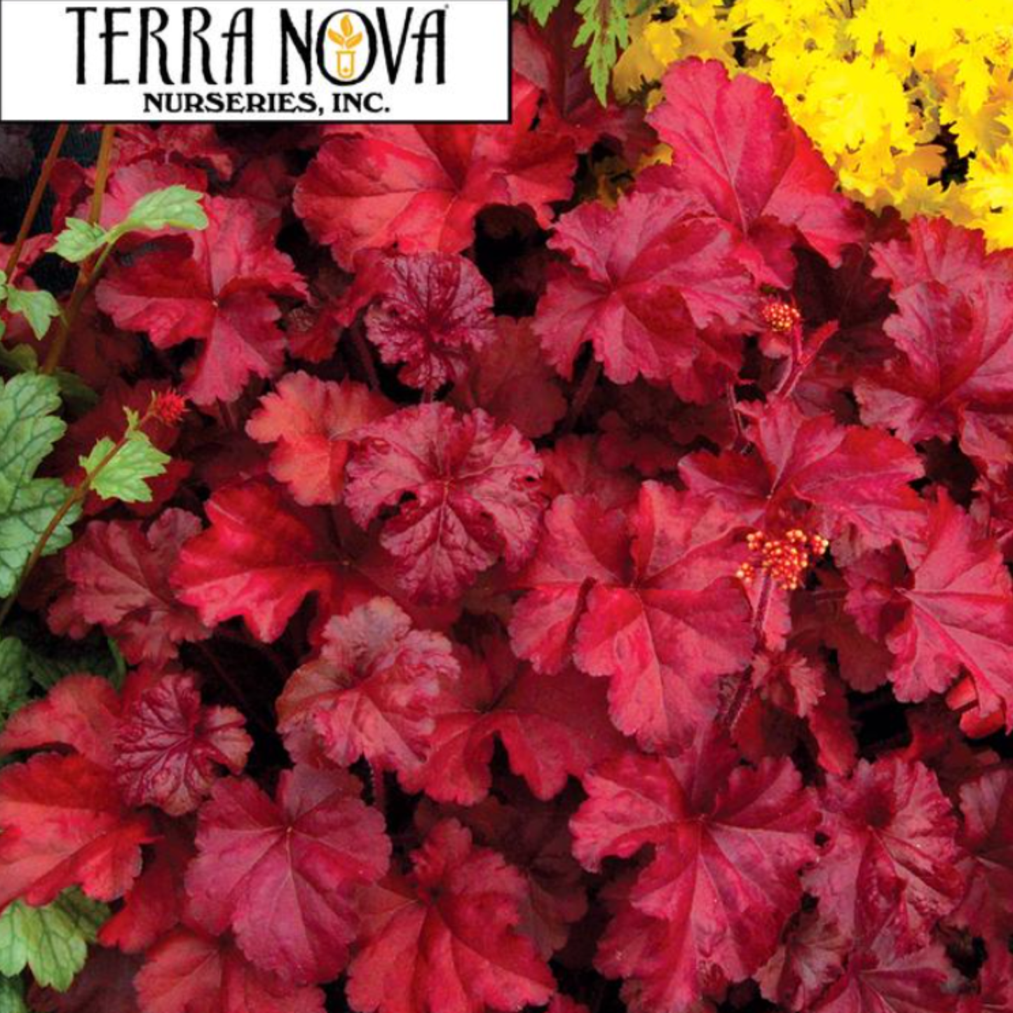 Heuchera 'Fire Chief'