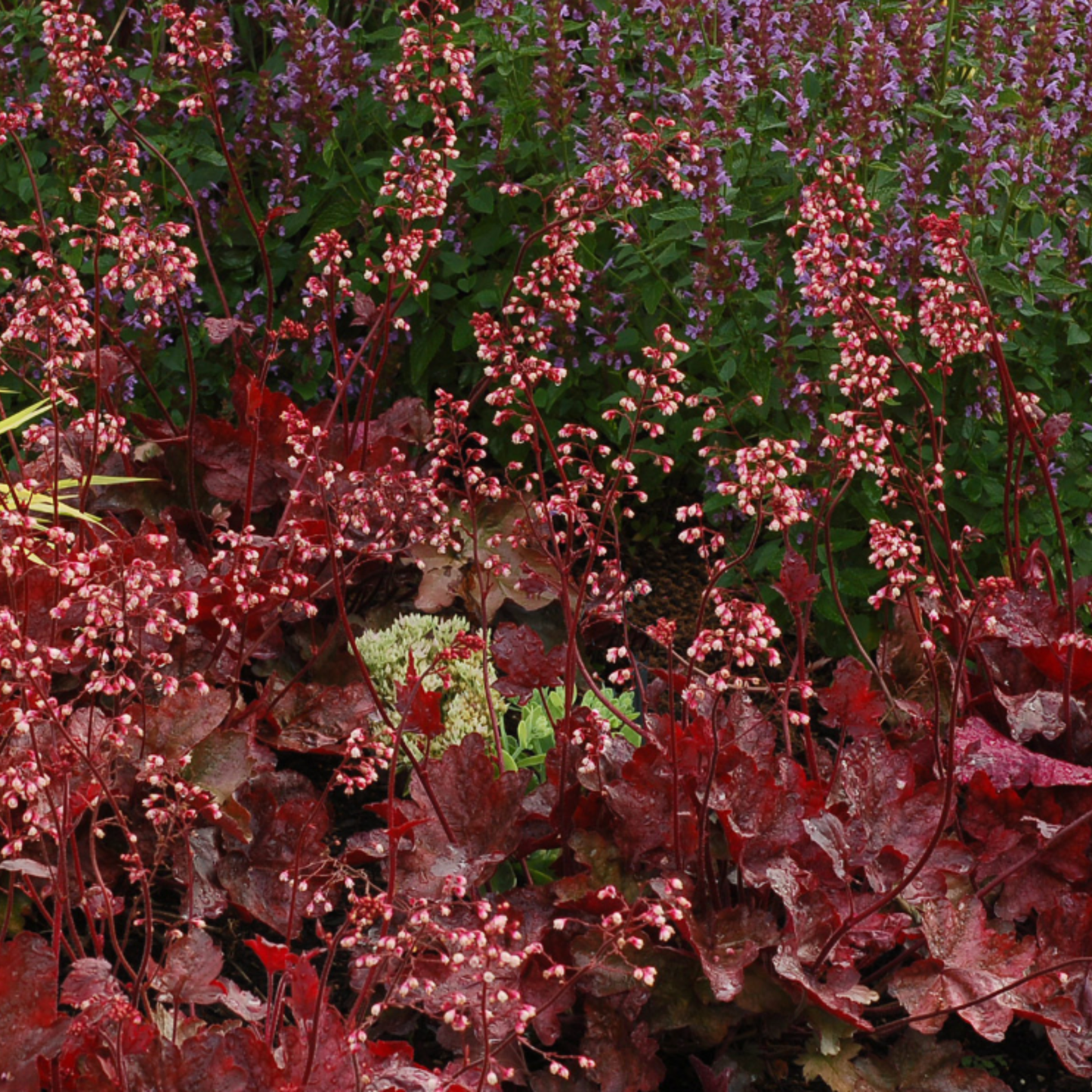 Heuchera 'Fire Chief'